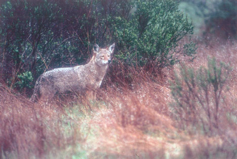 Canis latrans (coyote, to you)