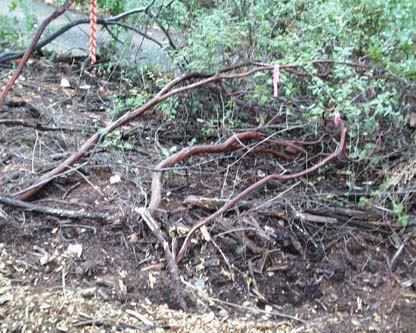 mangled manzanitas