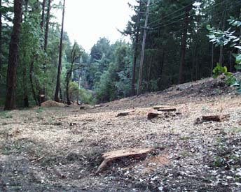 Molina Drive, looking
                    across Conifer Lane...