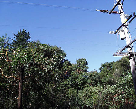 This is what a beautiful madrone along Robles Drive in Bonny Doon looks like ...