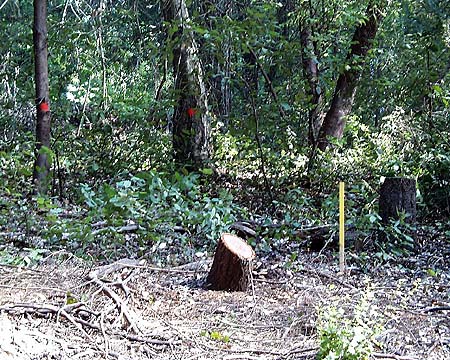 Many of the trees being cut are well outside the PG&E right-of-way.